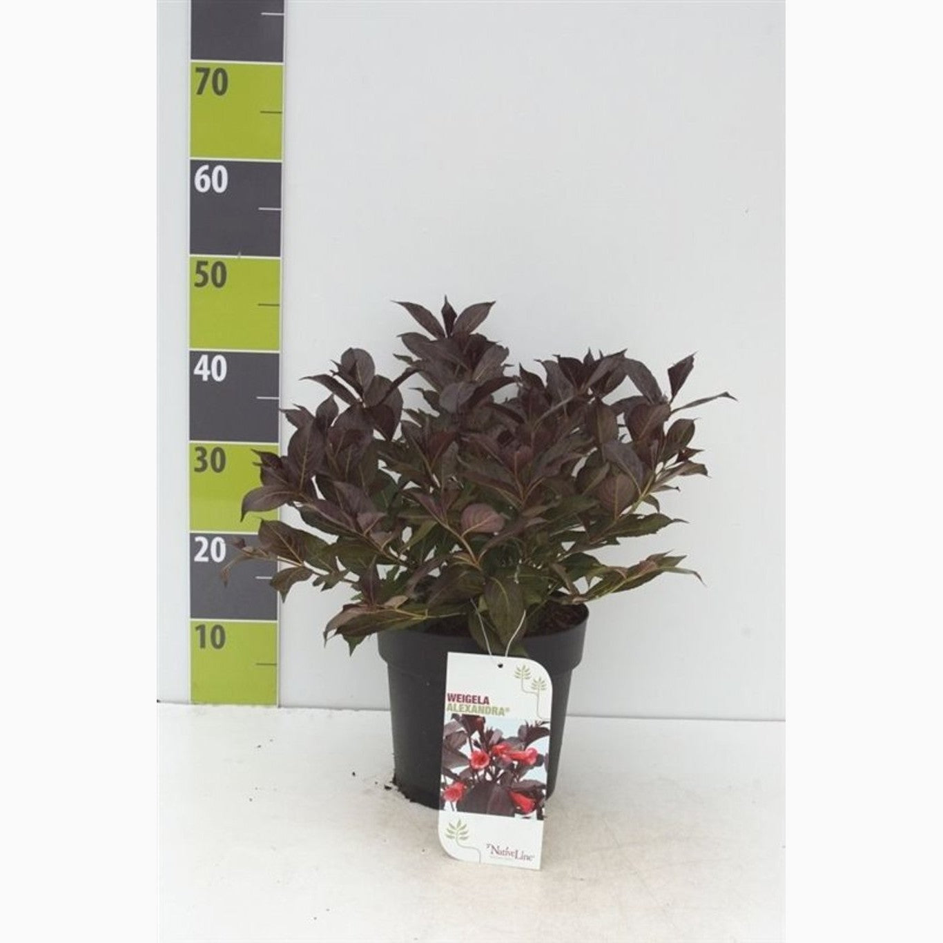 Praktweigela – Weigela florida 'Alexandra' - C4,6 50-60 CM